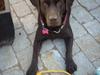 Labrador retriever Molly