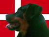 Rottweiler Tyson