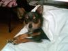 Chihuahua Dario