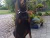 Dobermann Rocky