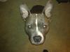 Amerikansk staffordshire terrier Enzo