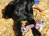 Labrador retriever Viki