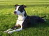 Amerikansk staffordshire terrier Trunte