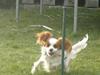 Cavalier king charles spaniel Birkedahls Jerry