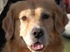 Golden retriever Gizmo RIP 23/6 16