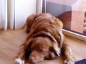 Nova scotia duck tolling retriever Sally (BHs HC)
