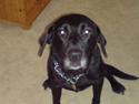 Labrador retriever Mollie *R.I.P* 27-12-2007