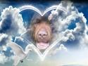Newfoundlænder Anton  R.I.P.