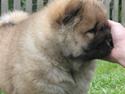 Chow chow Bidachows Kappa
