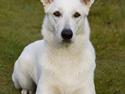 Hvid Schweizisk Hyrdehund Egeborg's White Buffy