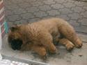 Chow chow tajo R.I.P