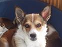 Norsk lundehund Ulfrigga Lundes Edda (3.11.01 - 19.7.12)