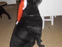 Sort spids Blackie (død) :'(