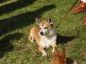 Norsk lundehund Stella (22.4.1997- 3.1.2012)