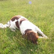 Engelsk springer spaniel Django..