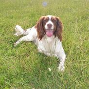 Engelsk springer spaniel Django..