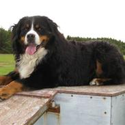 Berner sennenhund BASTIAN