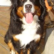 Berner sennenhund BASTIAN