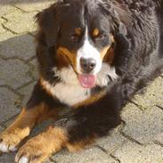 Berner sennenhund BASTIAN