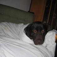 Labrador retriever Bella