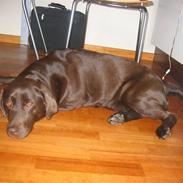 Labrador retriever Bella