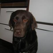 Labrador retriever Bella