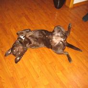 Labrador retriever Bella