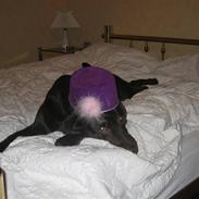 Labrador retriever Bella