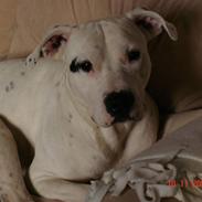 Dogo argentino dino r.i.p savner dig