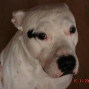 Dogo argentino dino r.i.p savner dig