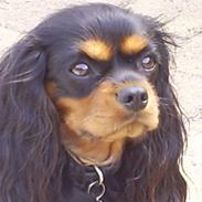 Cavalier king charles spaniel Bianca