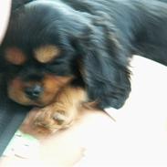 Cavalier king charles spaniel Bianca