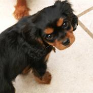 Cavalier king charles spaniel Bianca