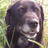 Labrador retriever Lego