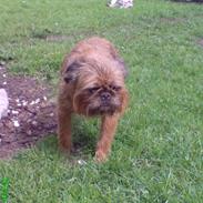 Griffon bruxellois guffe