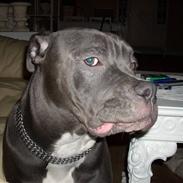 Amerikansk bulldog MAGNUS- DØD