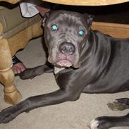 Amerikansk bulldog MAGNUS- DØD