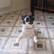 Dansk svensk gaardhund Futte