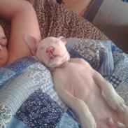 Amerikansk staffordshire terrier Chico