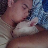 Amerikansk staffordshire terrier Chico