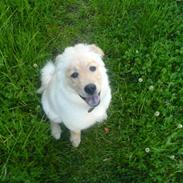 Blanding af racer Jenna