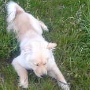 Blanding af racer Jenna