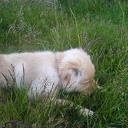 Blanding af racer Jenna