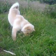 Blanding af racer Jenna