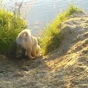 Blanding af racer Jenna