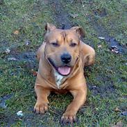 Amerikansk staffordshire terrier Mickey