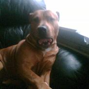 Amerikansk staffordshire terrier Mickey