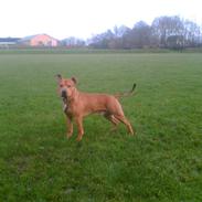 Amerikansk staffordshire terrier Mickey