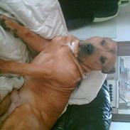 Amerikansk staffordshire terrier Mickey