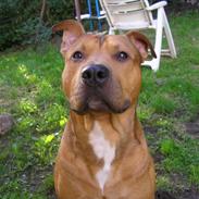 Amerikansk staffordshire terrier Mickey